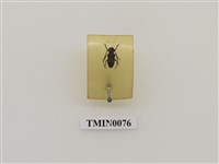 藏品(台灣雙星銹天牛)的圖片